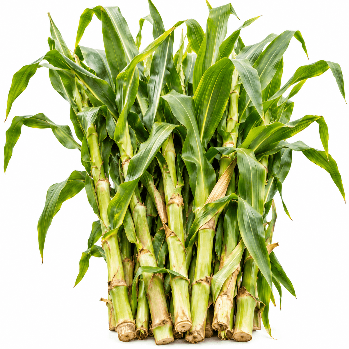 Maize stalks chopped for silage