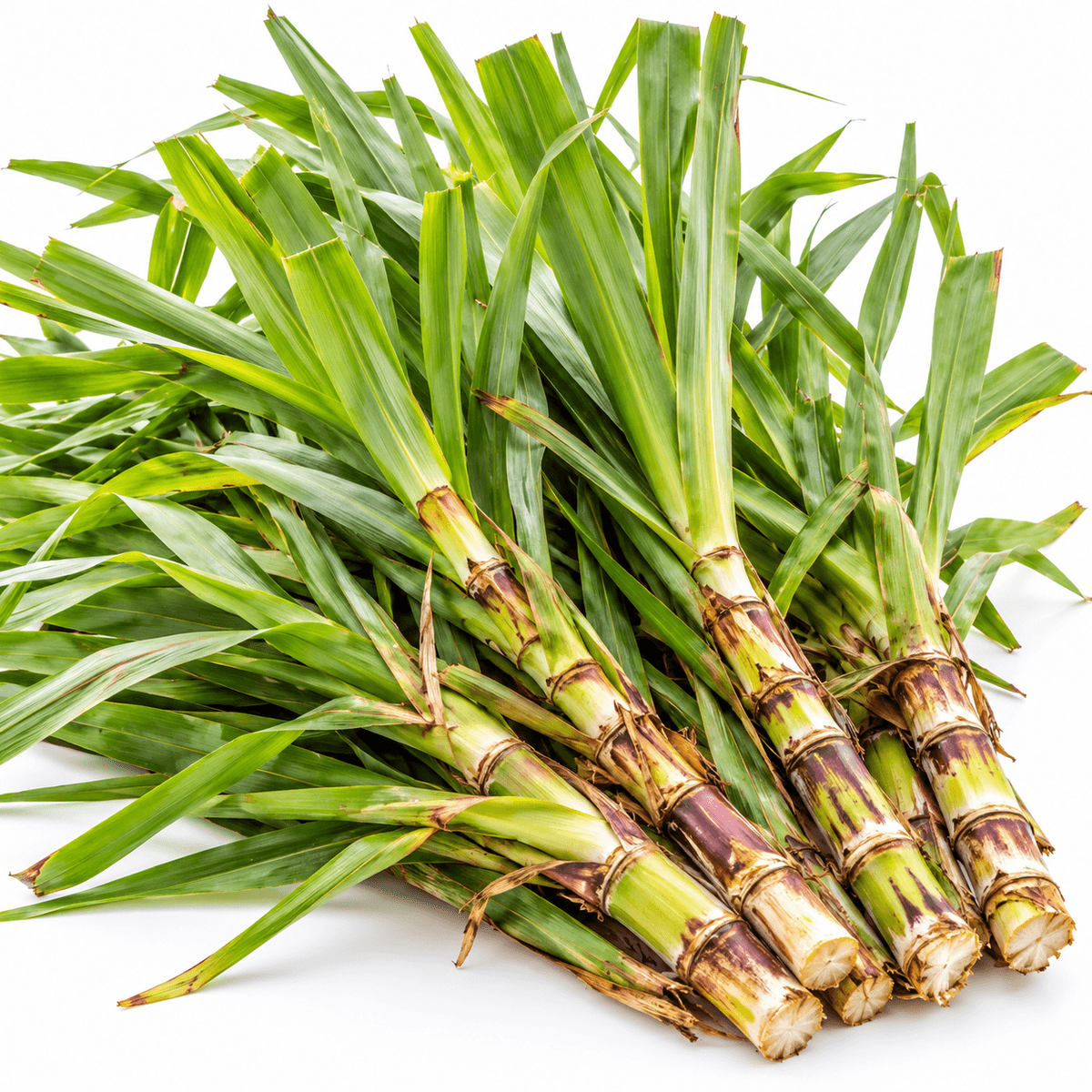 Sugarcane tops chopped for feed